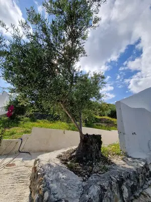 a tree sitting on top of a rock at Stefanos Garden3 in Arménoi