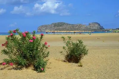 two plants in the sand on a beach at Seli Chrysi - Apartment near the Sea in Kámbos