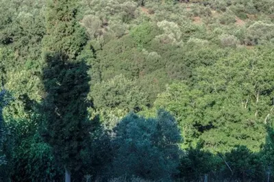 an overhead view of a lush green forest with trees at Diving into silence - Traditional Stone House in Kakópetros