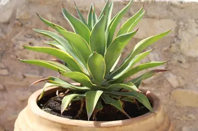 a green plant in a pot on a table at Tholos by Praxithea Stone House & Pool in Gavalochori