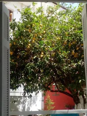 an orange tree in front of a building at Superior Apartment Near Beach in Chania Town