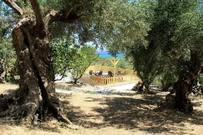 a group of trees in front of a wooden fence at Village Villa Marika Drapanias in Drapaniás