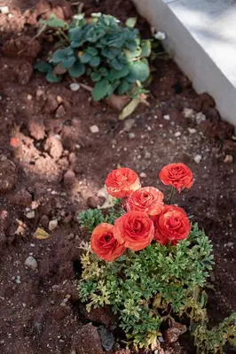 a group of red roses in a garden at Amelia Luxury Living Mantaka in Chania Town
