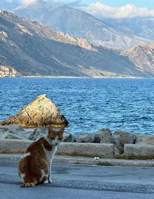 a cat sitting on the ground near a body of water at BONATSA Rooms 2 in Palaiochóra