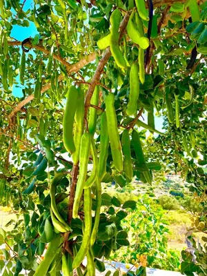 a bunch of green peppers hanging from a tree at Villa Voleonas-private pool & olive grove Chania in Kounoupidhianá