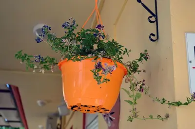 an orange pot with flowers hanging from a wall at Gradma Katina in Plataniás