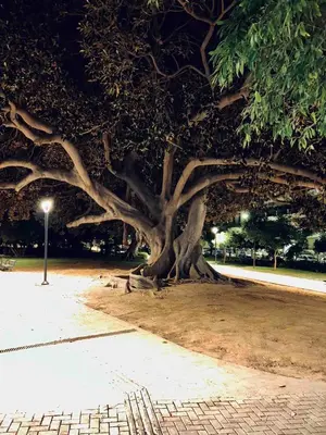 a large tree in a park at night at Chania Vintage Escape - sea view Gem by old port in Chania Town