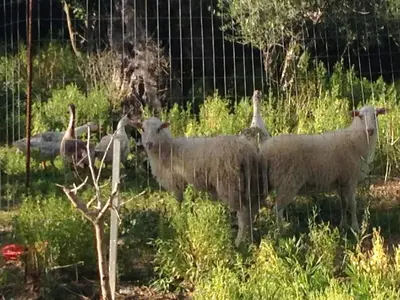 a group of sheep standing next to a fence at Lilly Traditional Cretan Villa in Dhrakóna