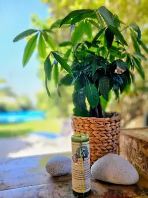 a plant in a basket sitting next to two stones at Zen House with Fairytale Garden & Sea View in Daratso