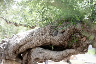 a close up of the trunk of a tree at Nicola's House in Tsivarás