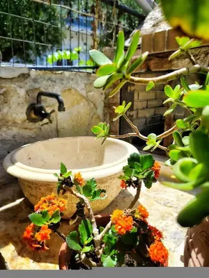 a group of potted plants sitting next to a sink at La Casa di Teta by superhosthub in Galatás