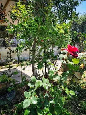 a small tree with a red flower in a garden at La Casa di Teta by superhosthub in Galatás
