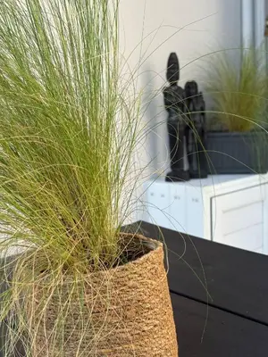 a potted plant sitting on top of a table at Semeli House in Chania Town