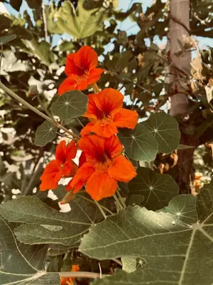 a group of red flowers on a tree at Καλαίσθητο Ηλιόλουστο Studio in Chania Town