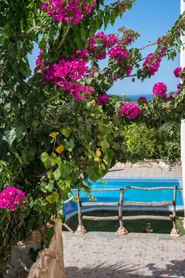a bush with pink flowers next to a blue bench at Theodoras Villas in Gavalochori