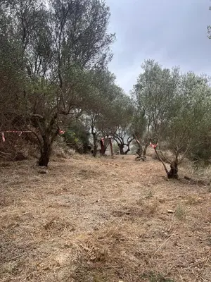 a field with trees with red kites in it at Among The Stars chania Outdoor Camping in Ástrikos