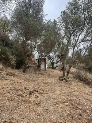 a field with trees and a shed on a hill at Among The Stars chania Outdoor Camping in Ástrikos