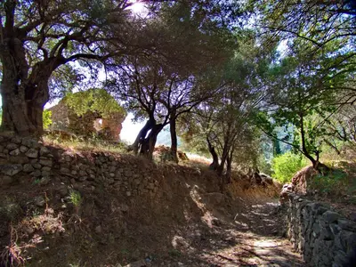 a forest of trees on a hill with a stone wall at Polidoros vintage house 13 km from Elafonisi in Vathi
