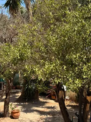 a group of trees with leaves on them in a yard at Retro Groove in Palaiochóra