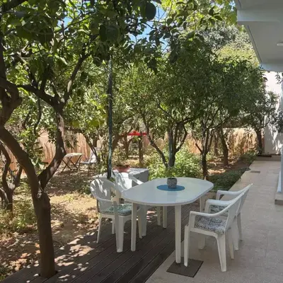 Orange Tree