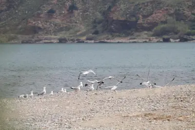 a flock of birds standing on the shore of a lake at Arnildi's View in Nopíyia