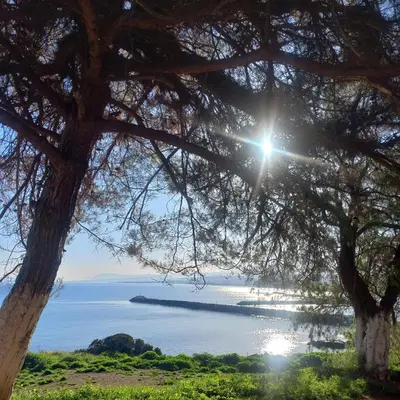 a view of the ocean from under a tree at Grace in Kolymvari