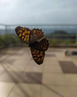 two butterflies are sitting on a glass window at Villa Orgoni in Plataniás