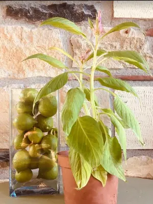 a plant in a vase with a bunch of green fruit at Mersini Village in Milonianá