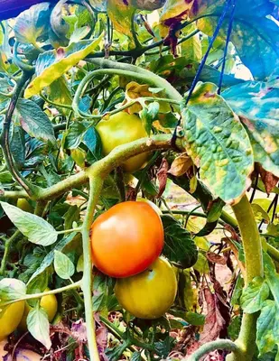 a bunch of tomatoes growing on a plant at Mersini Village in Milonianá