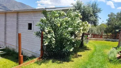 a tree in a yard next to a building at La Irilia Residences & Retreat in Agios Padeleimon