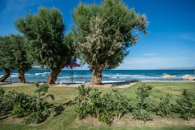 a group of trees on a beach with the ocean at Lila Villas in Stalos