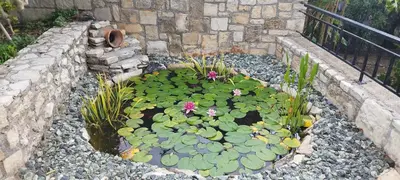 a garden with a pond with lily pads and flowers at Villa Dimitris in Kalamitsi Amygdali