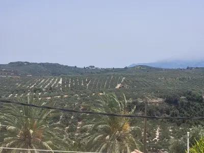 a view of a field of palm trees at Aphrodite villa in Darmarochori