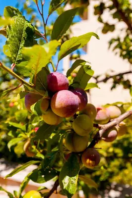 a bunch of fruit hanging from a tree at Villa Eftichia in Stalos