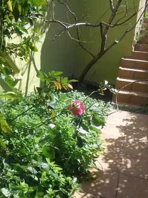 a garden with a rose bush and stairs at Villa Eftichia in Stalos