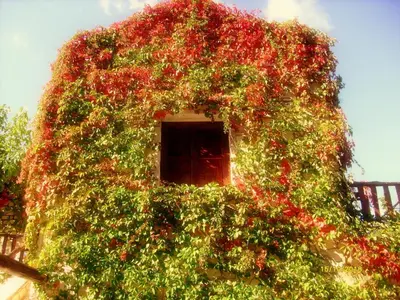 a building covered in ivy with a window at Manoli's House in Douliana
