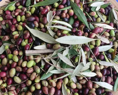 a pile of different types of olives in a basket at Alkis Olive Grove Cottage in Vasilópoulon