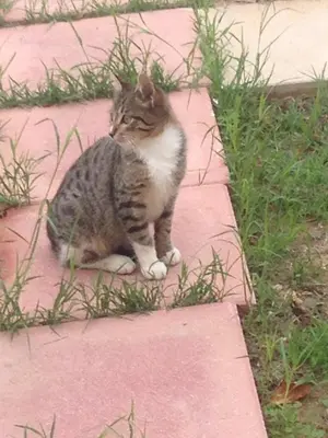 a cat sitting on a brick walk way at Casa Antica