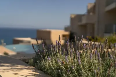 a bunch of purple flowers in front of some buildings at Ocean Bay Sea View Apartment, Pool, Brand New, 2B in Kalyves