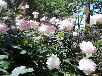 a bunch of pink roses in a garden at Glaros Home in Kato Daratso