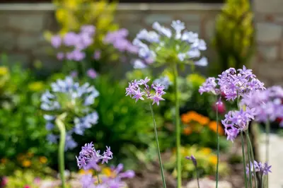 a bunch of purple flowers in a garden at Villa Chara Chania in Agia Marina Nea Kydonias