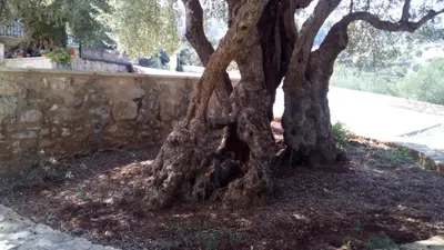 two trees sitting next to a stone wall at Tzitzifes Stone Mansion in Tzitzifés