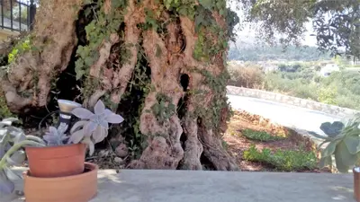 a tree with ivy growing on the side of it at Tzitzifes Stone Mansion in Tzitzifés