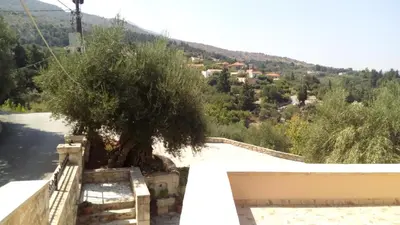 a tree on the roof of a house at Tzitzifes Stone Mansion in Tzitzifés