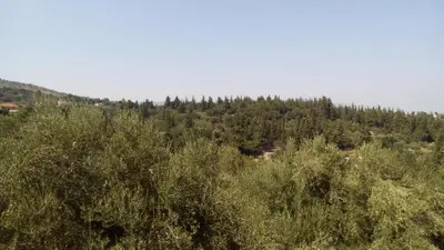 a forest of trees on a hill with at Tzitzifes Stone Mansion in Tzitzifés