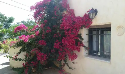 a bunch of pink flowers on the side of a building at Petra & Elia in Megála Khoráfia