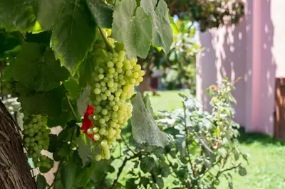 a bunch of green grapes hanging from a tree at Erodios Villas 1 in Gerani Chanion