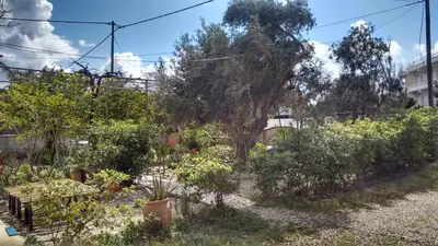 a garden with a lot of plants and a tree at Kampos Rooms in Palaiochóra