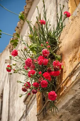 a bouquet of red flowers hanging on a building at My Villa Dafni in Stalos