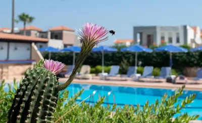 a cactus with pink flowers next to a swimming pool at Niriides in Almirida